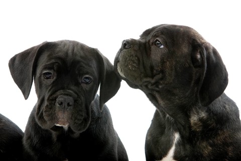 Cane Corso, Dog Breed from Italy, Portrait of Pup Against White Background