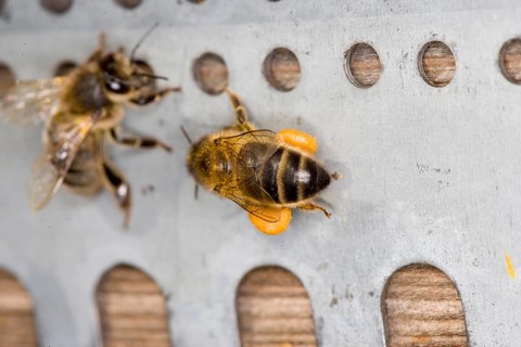 Honey Bee (apis mellifera), Adult with Pollen Baskets, Bee Hive in Normandy