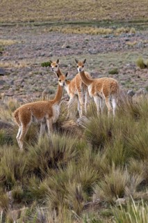 Vicuna (vicugna vicugna), Pampas Galeras Reserve in Peru