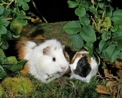 Guinea Pig (cavia porcellus)