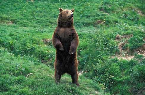 Brown Bear (ursus arctos), Adult looking around, Standing on Hind Legs