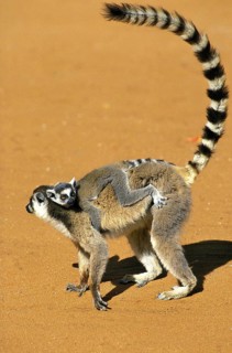 Ring Tailed Lemur (lemur catta), Female carrying Young on its Back, Berenty Reserve in Madagascar