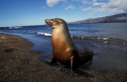 Galapagos Fur Seal (arctocephalus galapagoensis), Female standing on Beach, Galapagos Islands