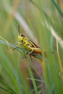Large marsh grasshopper (Stethophyma grossum), sitting on blade of grass, Murnauer moss nature