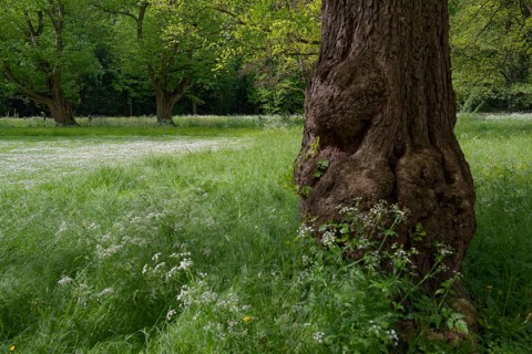 Spring awakening in Pfühlpark, city park, park, Heilbronn, Neckar valley, Neckar,