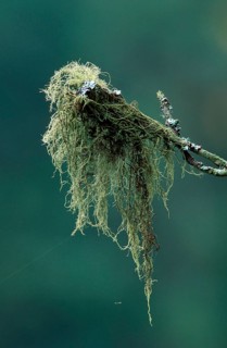 Bearded lichen (Usnea barbata), Sweden, Europe
