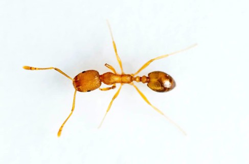 Pharaoh ant (Monomorium pharaonis), ant, ants