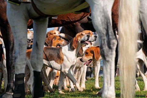 Riding, rider and foxhounds, tugjob, foxhound, pack, hunt