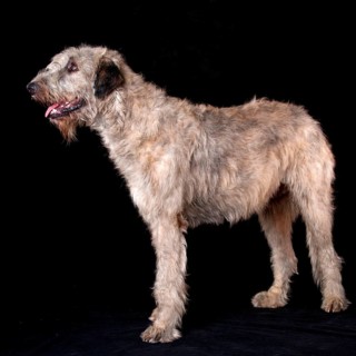 Irischer Wolfshund