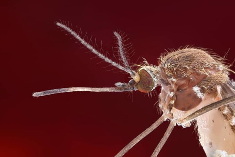 Side view of a mosquito (Culex pipiens) with its trunk stretched out