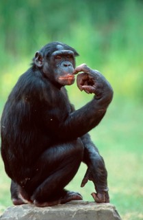 Bonobo (Pan paniscus), male, bonobo