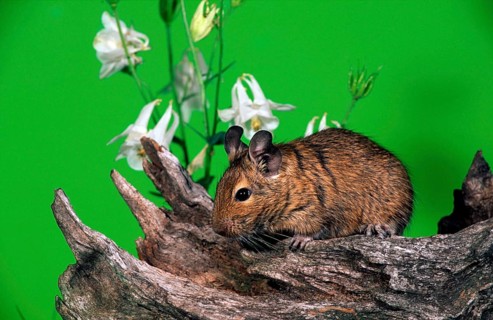 Degu (Octodon degus)