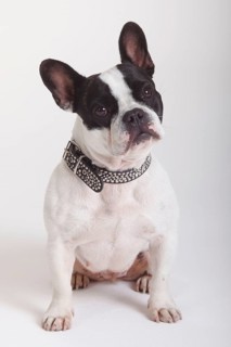 French Bulldog, bitch, collar