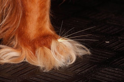 Grass seed between toes, dog paw, cavalier king charles spaniel, ruby, gren, awns, paw