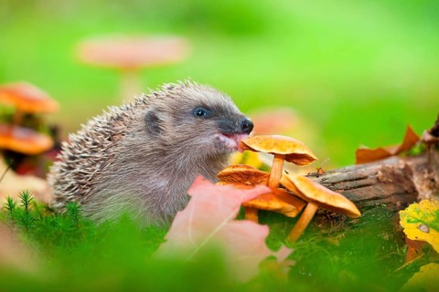 European hedgehog (Erinaceus europaeus), nibbling on mushrooms, Rhineland-Palatinate, Germany,