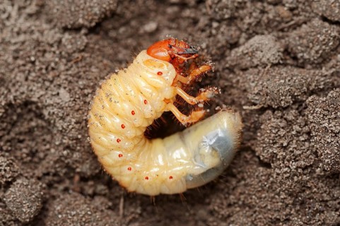 Common Cockchafer (Melolontha melolontha), larva, North Rhine-Westphalia, Germany, Maybug, Europe