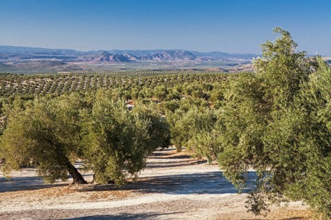 Olive grove on the way to Ibros village, Jaen province, Spain, Europe