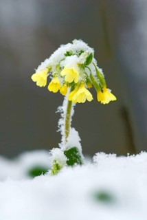 Yellow primrose, cowslip (Primula veris) covered with snow