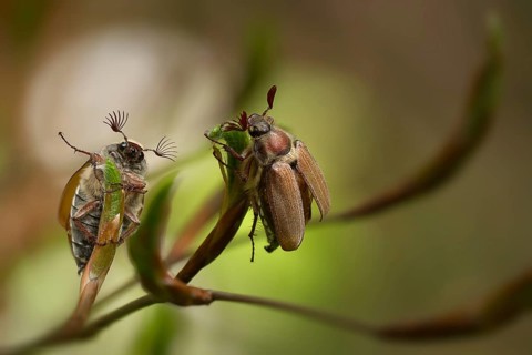 Two cockchafers, field cockchafer (Melolontha melolontha), sitting on the leaf buds of a deciduous