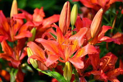 A Beautiful orange lilies in the garden
