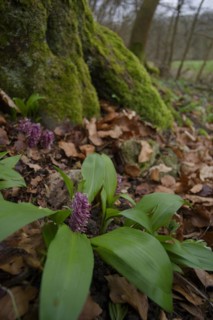 Bear's garlic and scaly root in the Jagst valley near Kirchberg, spring awakening, spring, wild
