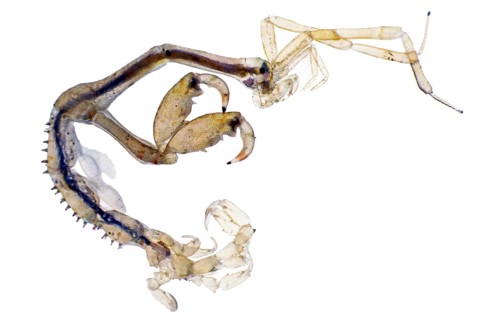 Ghost shrimp under the microscope (Caprella mutica)