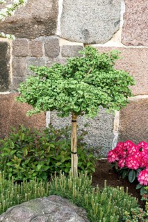 Dwarf maidenhair tree (Ginkgo biloba 'Mariken')