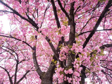 Japanese cherry (Prunus serrulata), Leoben, Styria, Austria, Europe