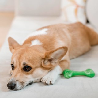 Cute dog couch with toy