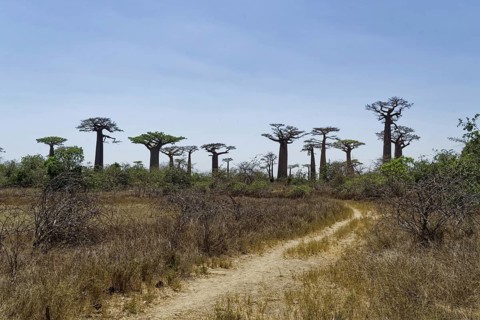 Baobab Avenue, African baobab (adansonia digitata), Madagascar, Africa