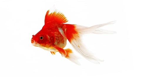 Ryukin Goldfish (carassius auratus), Adult Against White Background