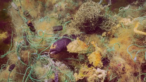 Dead Goby fish in lost fishing net lies on seabed on bright sunny day in Black sea, Ghost gear