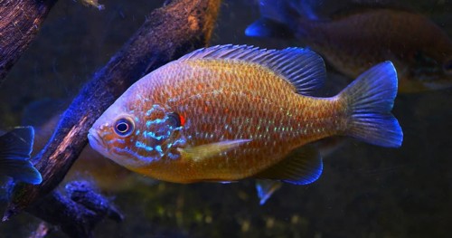 Pumpkinseed Sunfish (lepomis gibbosus), Adult Swimming in a Freshwater in France
