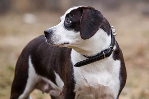 Dog portrait