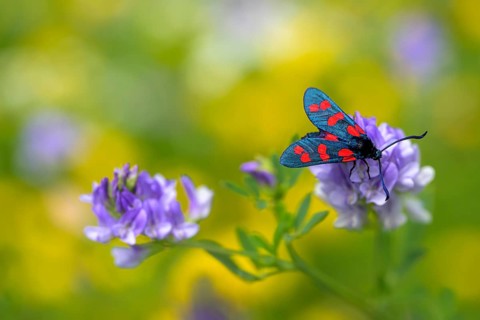 Six-spot burnet (Zygaena filipendulae), Bressanone, South Tyrol, Italy, Europe