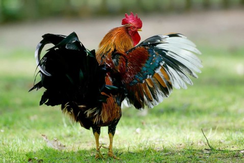 Domestic cock domestic chicken (Gallus gallus domesticus)