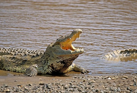 NILE CROCODILE (crocodylus niloticus), ADULT WITH OPEN MOUTH REGULATING BODY TEMPERATURE, MASAI