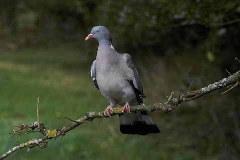 Wood Pigeon (columba palumbus), Adult standing on Branch, Normandy