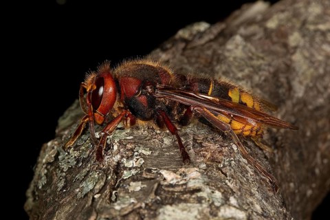 Hornet, vespa crabo, Adult standing on Branch, Normandy