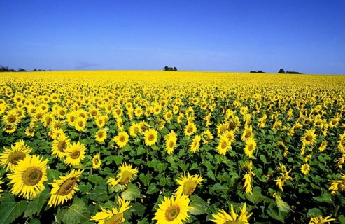 Sunflower Field, helianthus sp, in Normandy