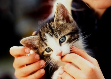 Kittens in the hands of children
