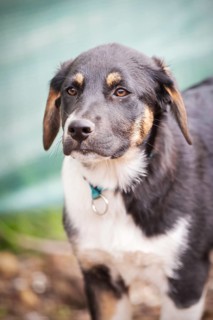 Black, yellow and white dog puppy with sad eyes in the shelter for adoption