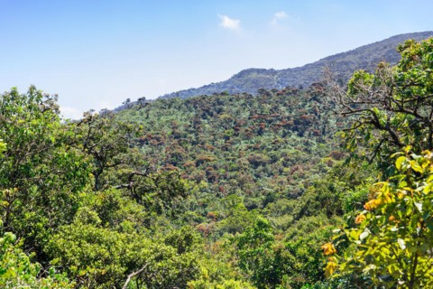 The Sri Lanka dry-zone dry evergreen forests are a tropical dry broadleaf forest ecoregion of the