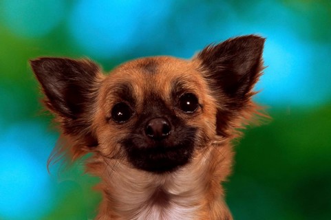 Chihuahua (animals) (mammals) (mammals) (domestic dog) (pet) (pet) (outside) (outdoor) (frontal)
