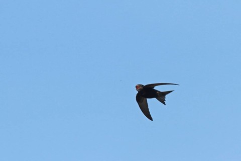 Swifts catching insects