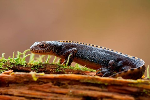 Alpine newt (Ichthyosaura alpestris) Rhineland-Palatinate, Germany, Europe