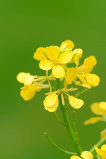 Wild Mustard (Sinapis arvensis), North Rhine-Westphalia, Germany, Field Mustard, Charlock Mustard,