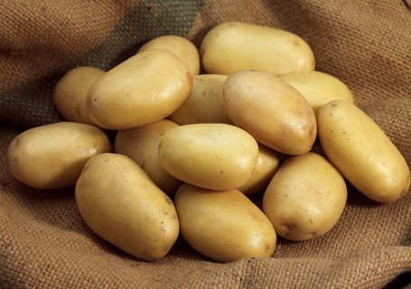 Mona Lisa Potato (Solanum tuberosum)
