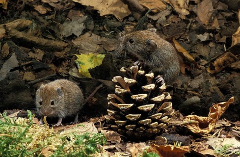 Bank Vole (clethrionomys glareolus), Adults with Fire Cone
