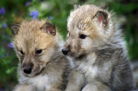 Arctic Wolf (canis lupus tundrarum), Pup, Alaska